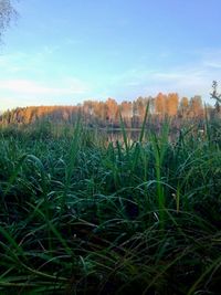 Scenic view of grassy field against sky