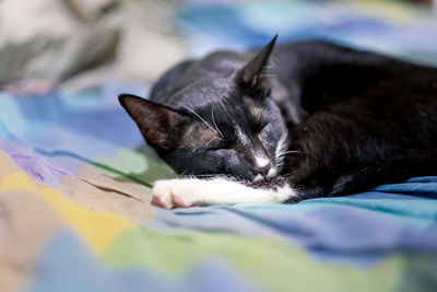 Close-up of cat lying on bed