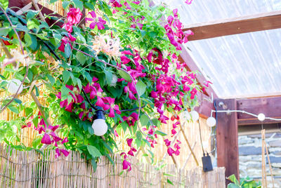 Close-up of pink flowering plants