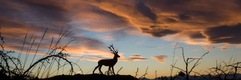 Low angle view of silhouette birds against sky during sunset