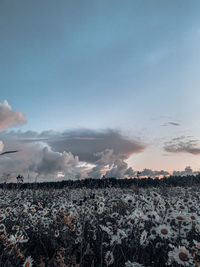 Scenic view of field against sky during sunrise