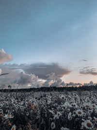 Scenic view of field against sky during sunrise