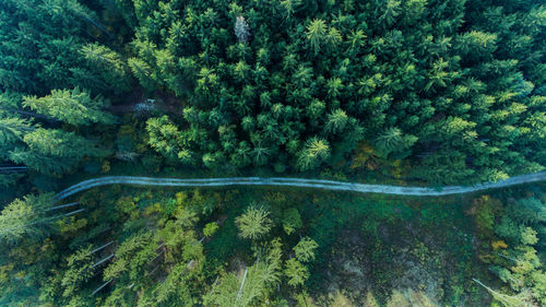 Scenic view of forest