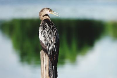 Bird perching on a lake