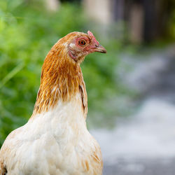 Close-up side view of a bird