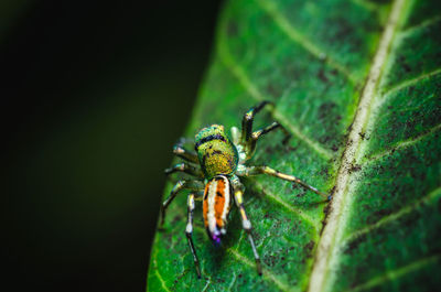 Close-up of insect on leaf