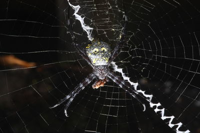 Spider web on web