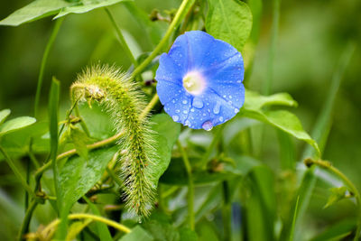 Close-up of purple flowering plant