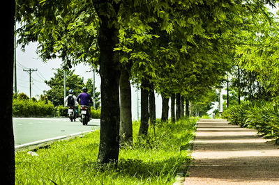 Empty road along trees in park