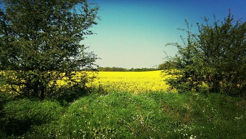 Scenic view of field against sky