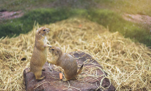 High angle view of rodents on rock