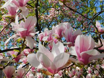 Close-up of pink flowers