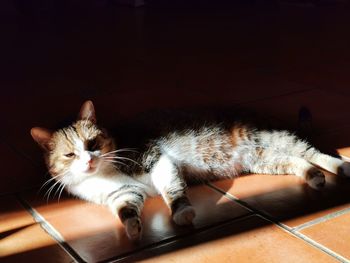 Cat resting on tiled floor