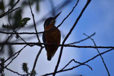 Low angle view of bird perching on tree against sky