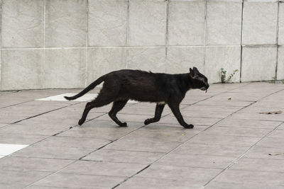 Black cat on brick wall