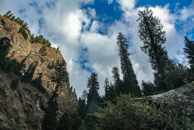 Low angle view of pine trees against sky