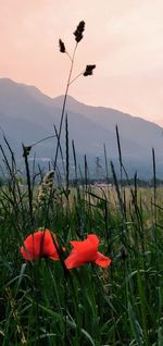 Close-up of poppy on field against sky during sunset