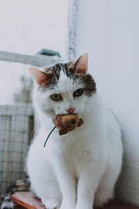 Close-up portrait of white cat