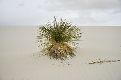 Coconut palm tree on sand against sky