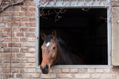 Horse in stable