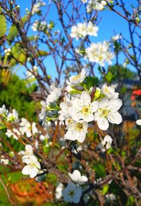 Close-up of white flowers on tree