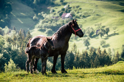 Portrait of nice horse