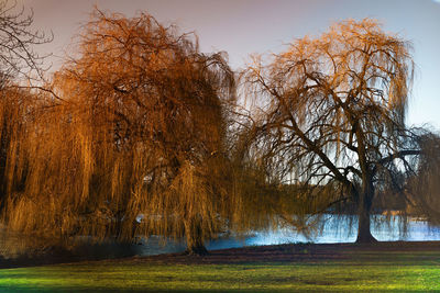 Trees on landscape against sky