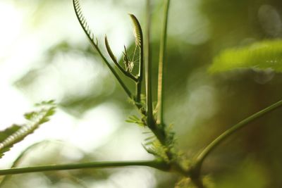 Close-up of plant