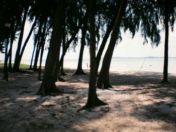 Palm trees at seaside