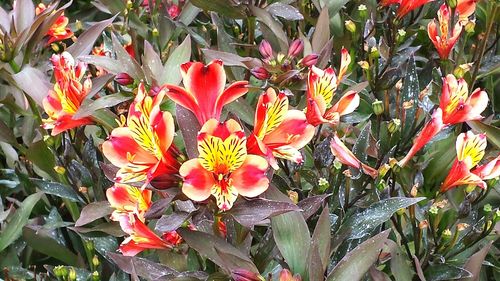 Close-up of red flowers