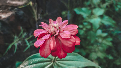 Close-up of pink flowering plant