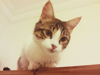 Close-up of cat
