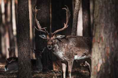 Deer in a forest