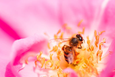 Close-up of bee on pink flower