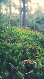 Plant growing in forest