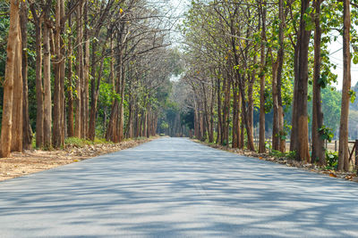 Empty road amidst trees in forest