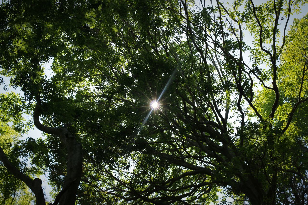 LOW ANGLE VIEW OF SUNLIGHT STREAMING THROUGH TREES