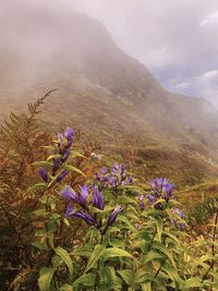 Purple flowering plants on field against sky