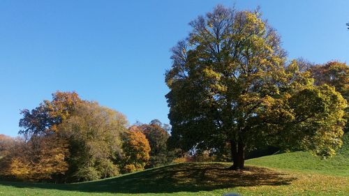 Trees on landscape against clear blue sky