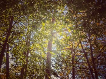 Low angle view of trees against the sky