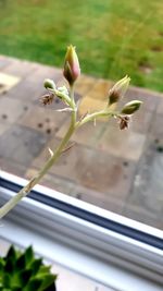 Close-up of flowering plant on window