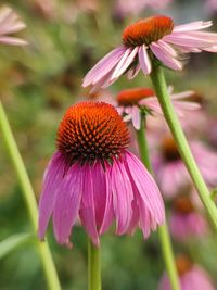 Close-up of purple flowering plant in park