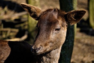 Close-up of a deer