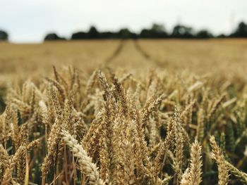 Close-up of stalks in field