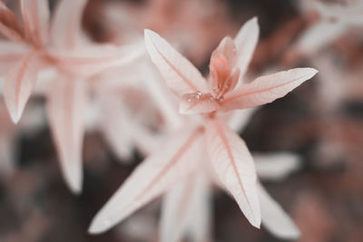 Close-up of flowering plant