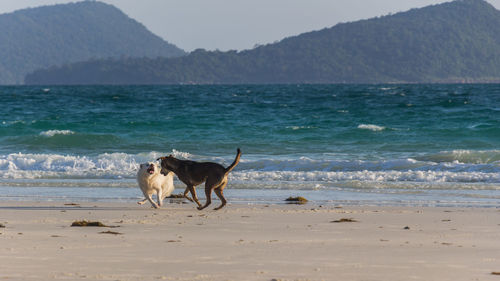 Two young dogs on a white beach