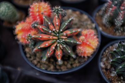 High angle view of succulent plant