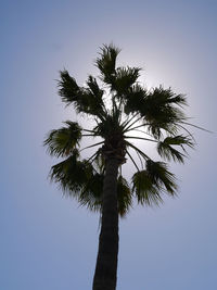Low angle view of palm tree against clear blue sky