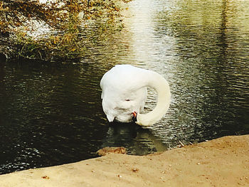 White swan swimming in lake