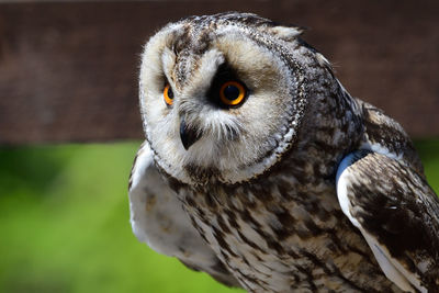 Close-up portrait of owl